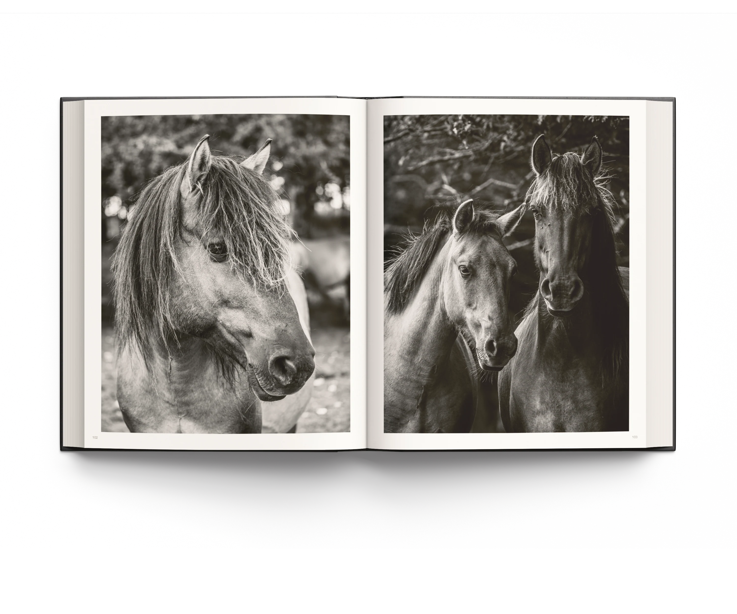 WILD HORSES - Image 3