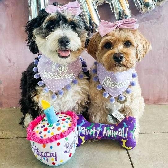 Happy Barkday Cake Dog Toy - Image 5