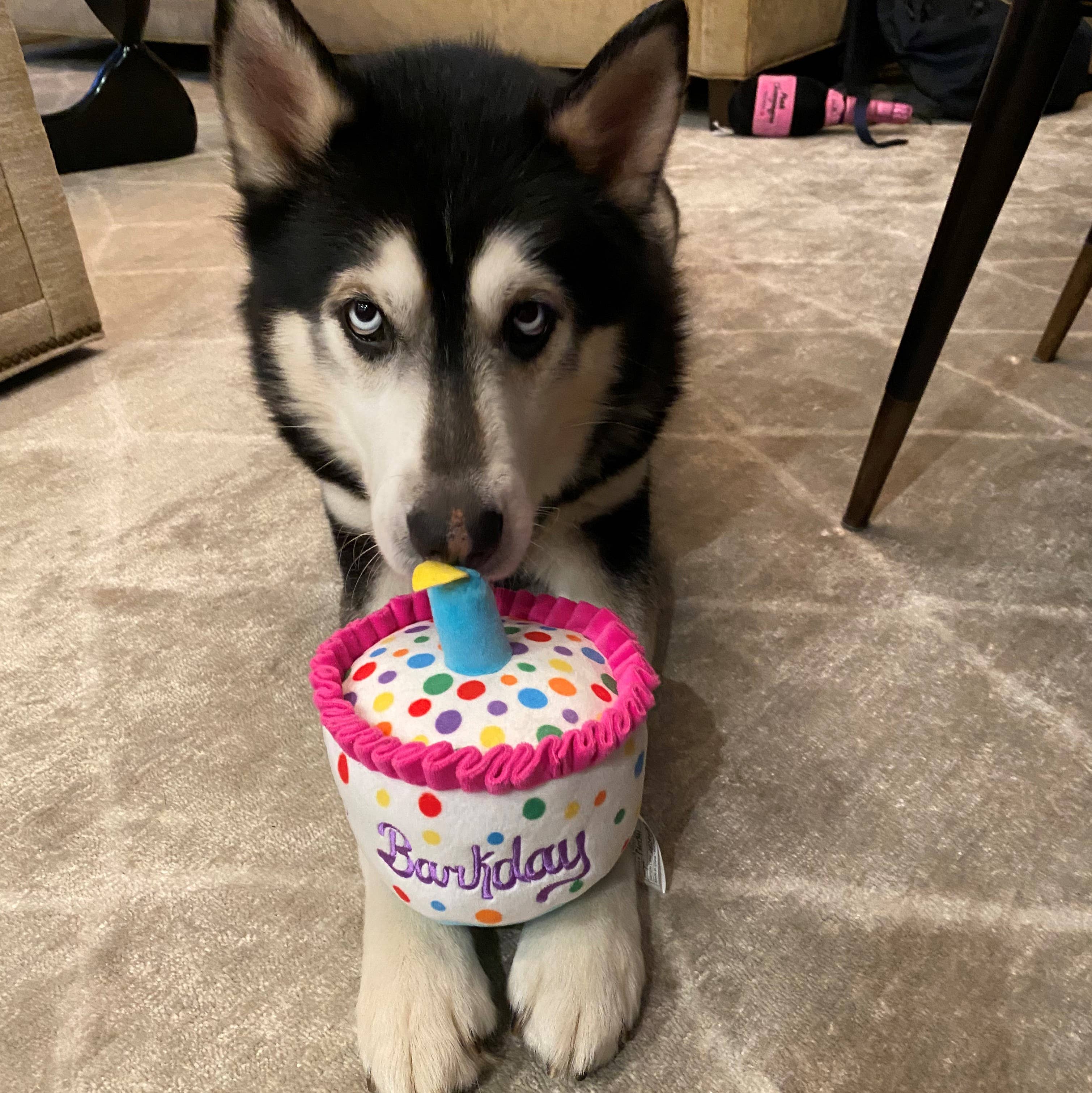 Happy Barkday Cake Dog Toy - Image 9