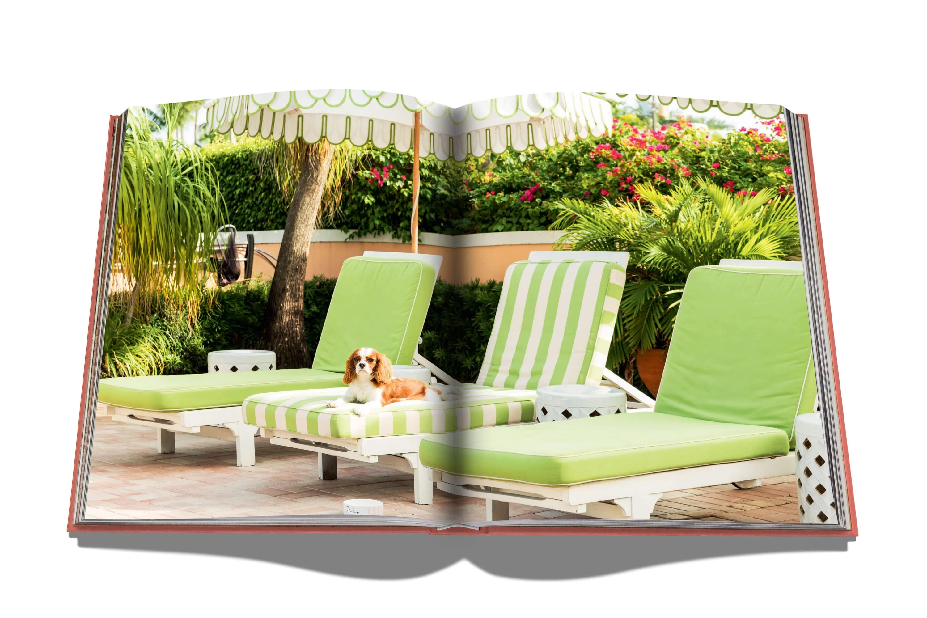 Palm Beach - Image 4