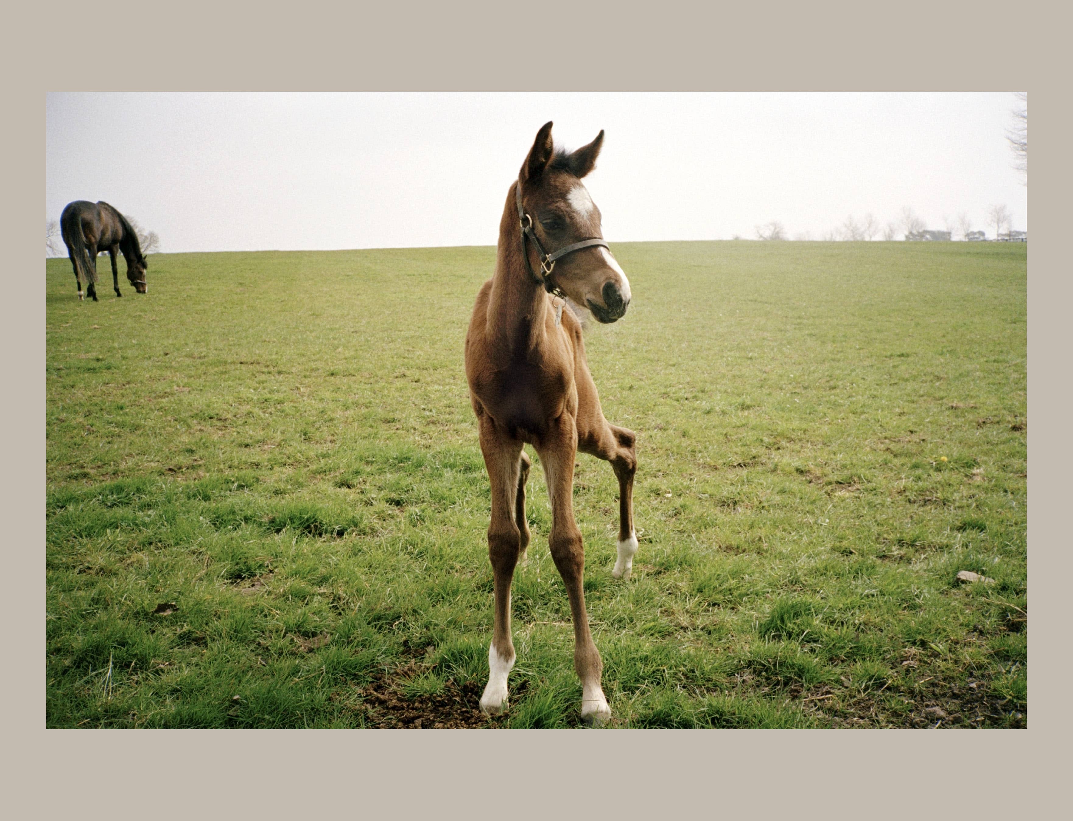 Schiffer Publishing - Horse Racing: Photography by Arthur Frank - Image 2