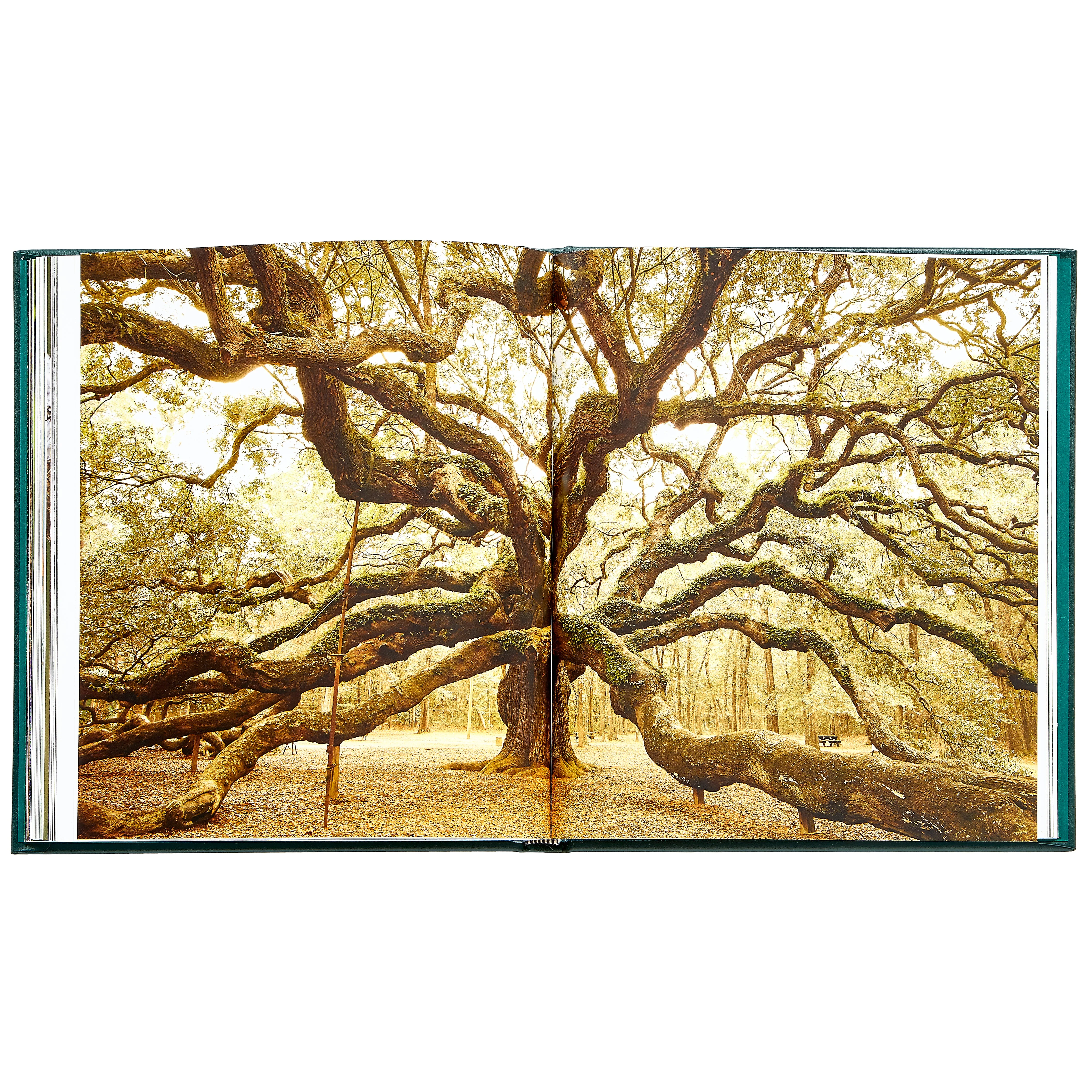 The Hidden Life of Trees - Image 9